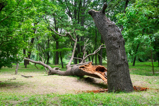 Enterprise, WV Tree Care Company
