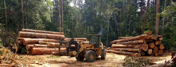 Best Hazardous Tree Removal  in Enterprise, WV